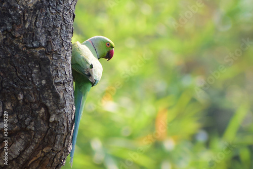 bird on a tree