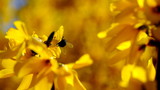 
Yellow flowers on a flowering bush
Defocused floral background for design.

