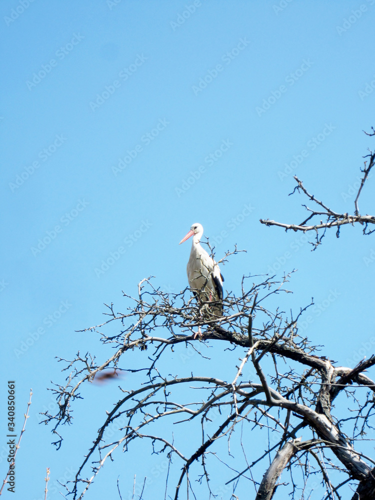 Beautiful bird stork with wings sits on branch of old tree Beautiful bird stork with wings sits on branch of old tree