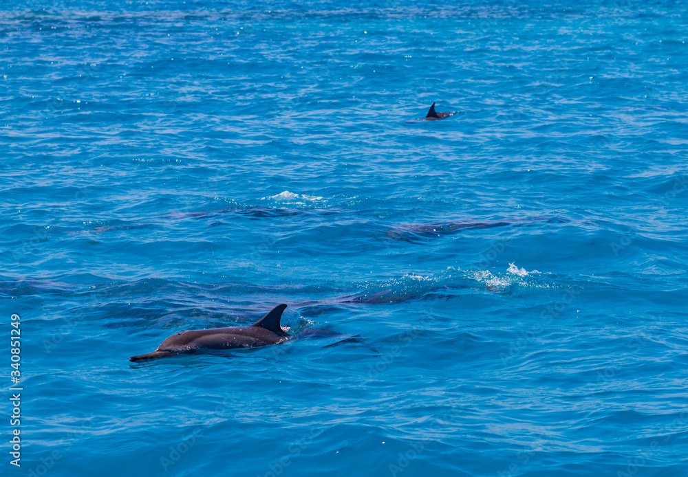 Fototapeta premium Dolphin liyng in the water