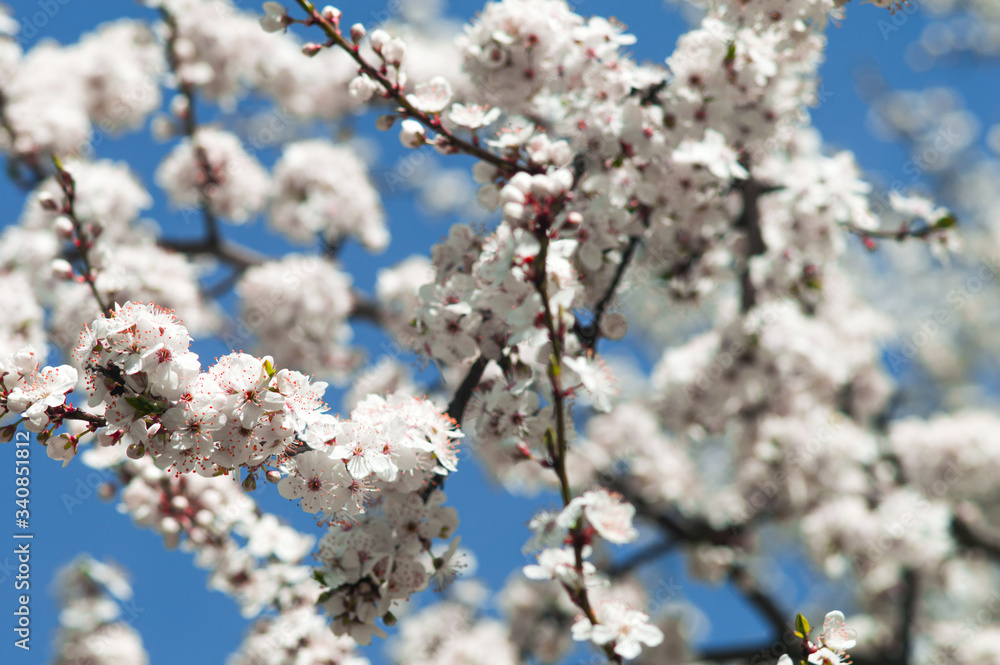 Cherry plum flowers with white petals Cherry plum flowers with white petals