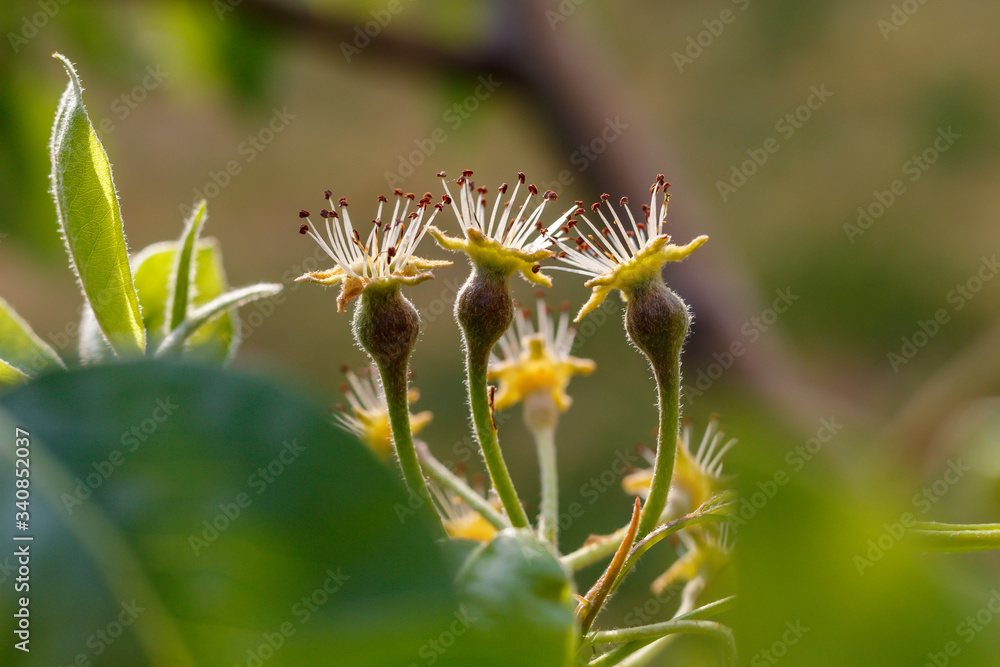Just Formed Small Pears on Branch Close Up Just Formed Small Pears on Branch Close Up