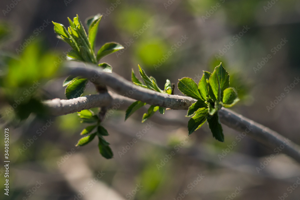 First green leaves on branch of tree First green leaves on branch of tree