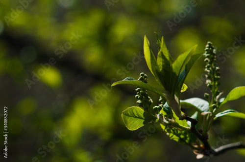 First fresh green leaves of tree