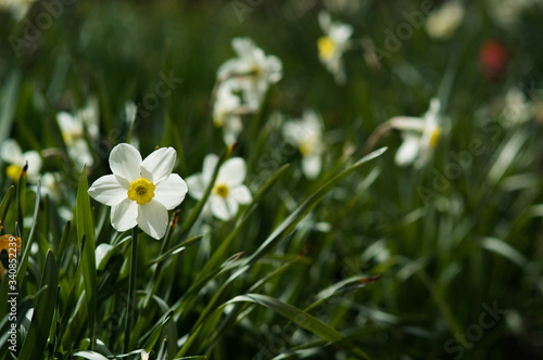 Flower of white daffodils on blurred background