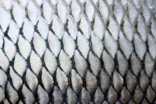 Fish scales skin textured pattern. Macro view
