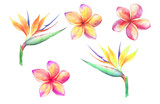 Watercolor tropical flowers. Isolated over white background.