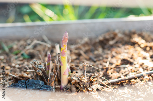 A green asparagus sprout grows on a home garden after spring warming under the sun.