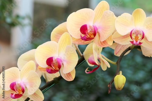 Beautiful yellow orchid flowers in the garden