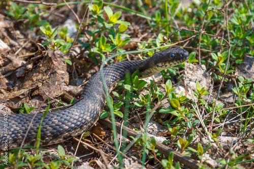 Non-venomous dice snake (binomial name Natrix tessellata) on a ground among green grasses in springtime. Rostov-on-Don, Russia, 13 march 2013