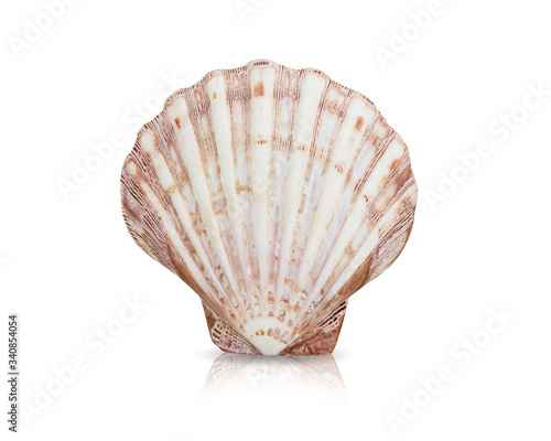 Shell isolated on white background.This has clipping path. 