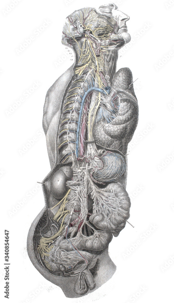 The system of human internal organs in horizontal section in the old book The Atlas of Human Anatomy, by K.E. Bock, 1875, St. Petersburg