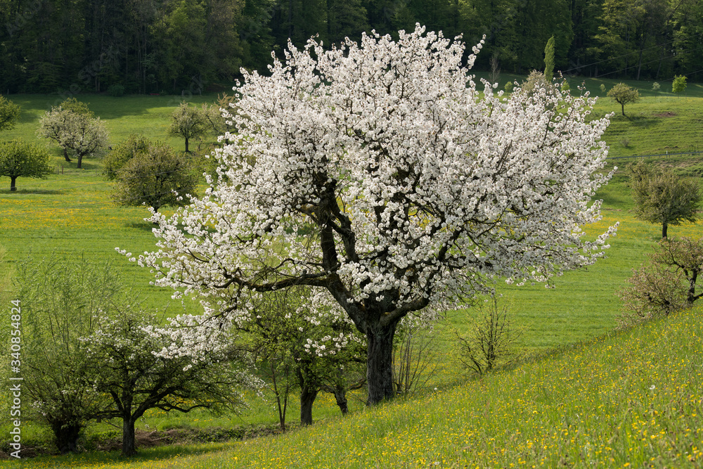 Fototapeta premium Frühling