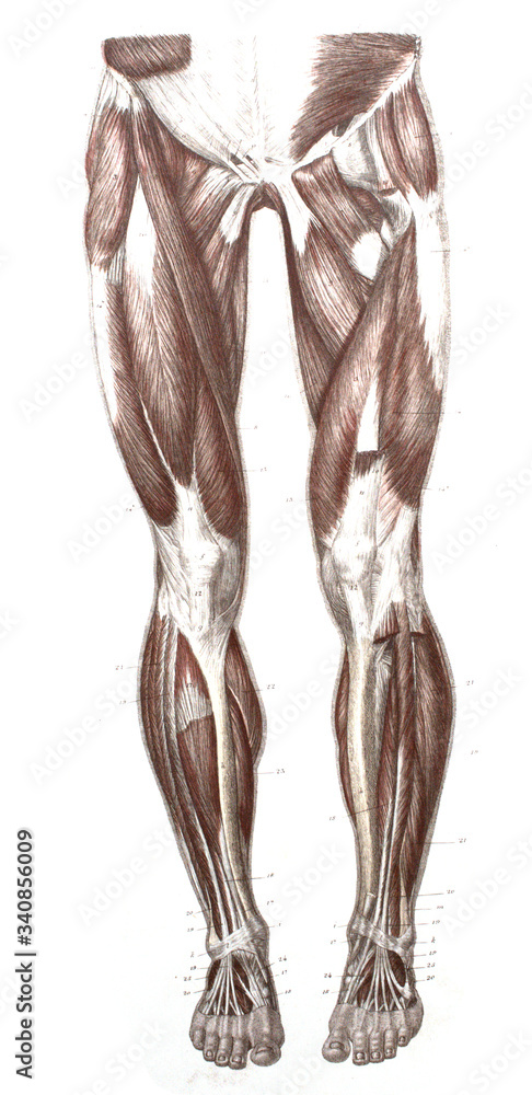 The muscles of legs horizontal section and front view in the old book The Atlas of Human Anatomy, by K.E. Bock, 1875, St. Petersburg The muscles of legs horizontal section and front view in the old book The Atlas of Human Anatomy, by K.E. Bock, 1875, St. Petersburg
