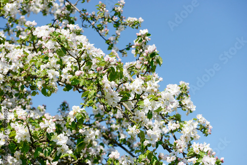 apple blossom on the tree in orchard in front of blue sky