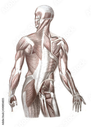 Quadro su tela The muscles of the man the whole body except legs in the old book The Atlas of Human Anatomy, by K