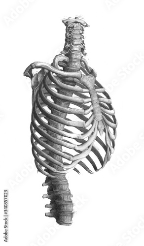 Cuadro en lienzo The bones of the body horizontal  section in the old book The Atlas of Human Anatomy, by K