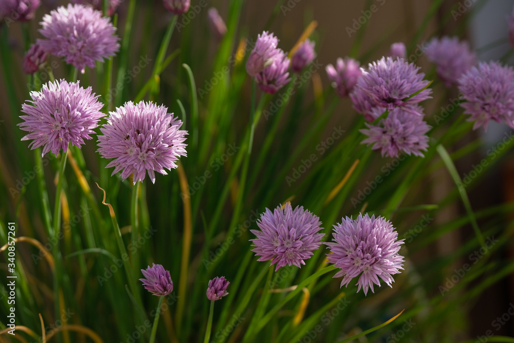 Fleurs de ciboulette