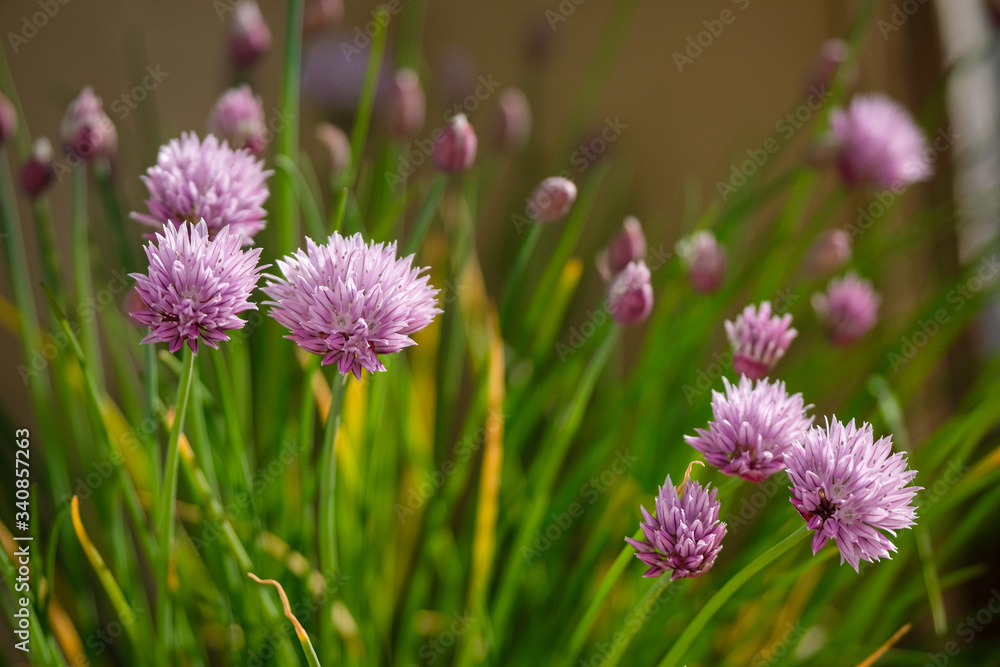 Fototapeta premium Fleurs de ciboulette