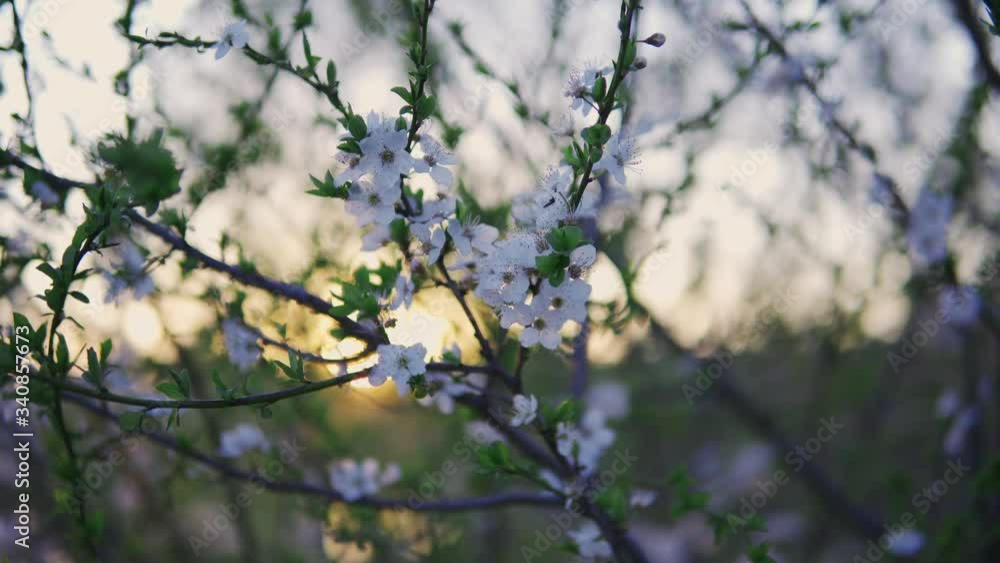 Branches of a blossoming tree with white flowers in the sunlight dolly shot Branches of a blossoming tree with white flowers in the sunlight dolly shot