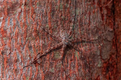SPIDER ON A TREE TRUNK
