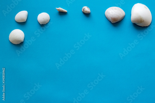 sea shells on a blue background 