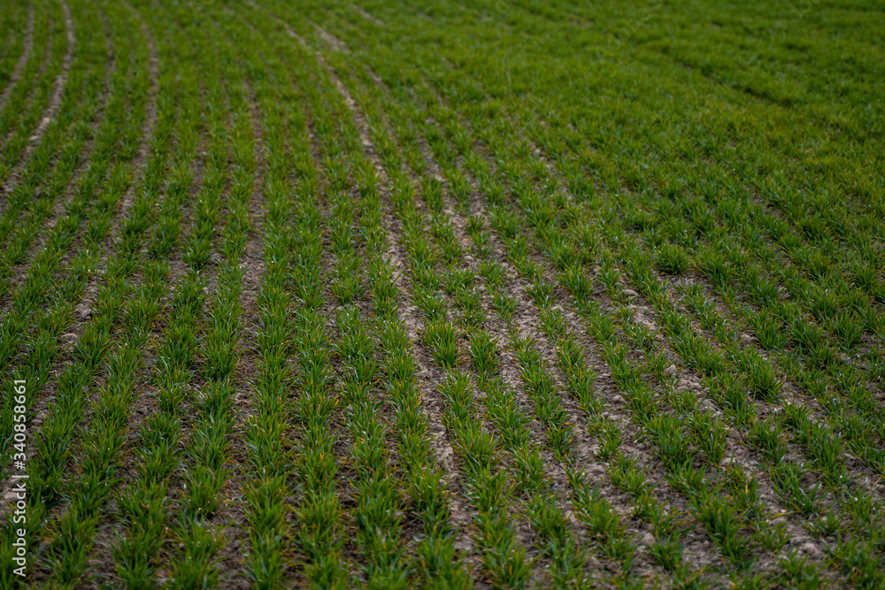 Young green wheat seedlings growing on a field. Agricultural field on which grow immature young cereals, wheat. Wheat growing in soil. Close up on sprouting rye on a field in sunset. Sprouts of rye. Young green wheat seedlings growing on a field. Agricultural field on which grow immature young cereals, wheat. Wheat growing in soil. Close up on sprouting rye on a field in sunset. Sprouts of rye.