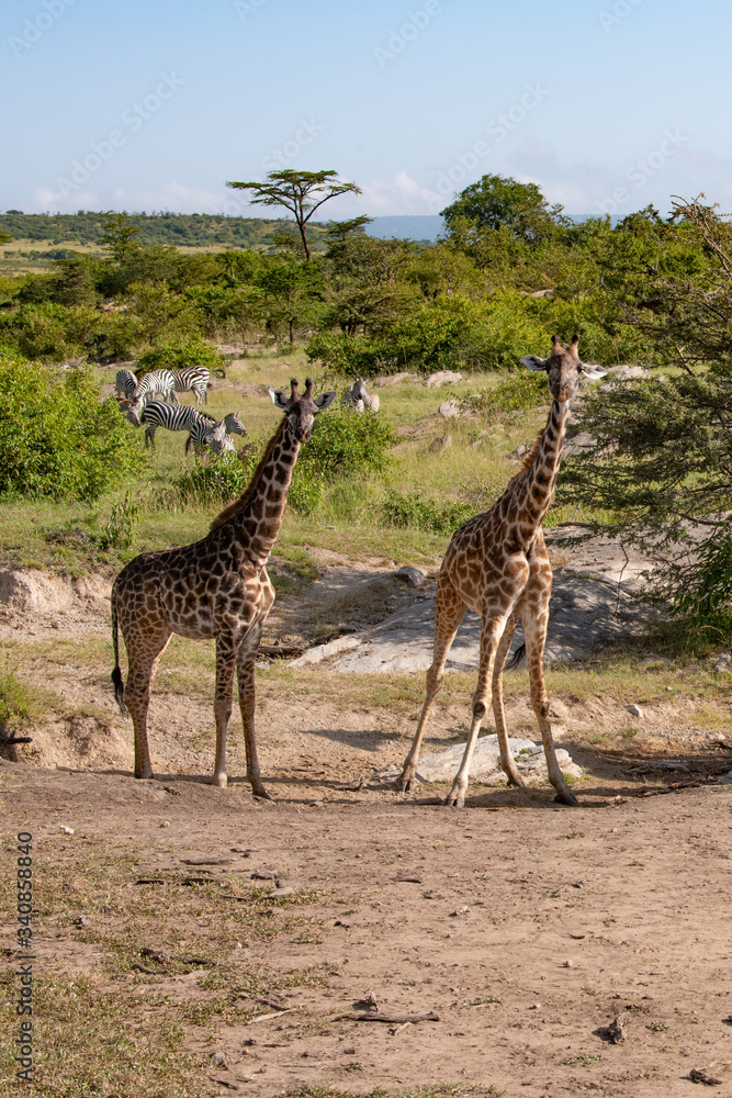 Obraz premium Two giraffes in the Kenyan savannah looking at the camera