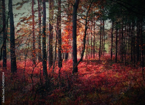 Fototapeta Naklejka Na Ścianę i Meble -  Las jesienią jak obraz