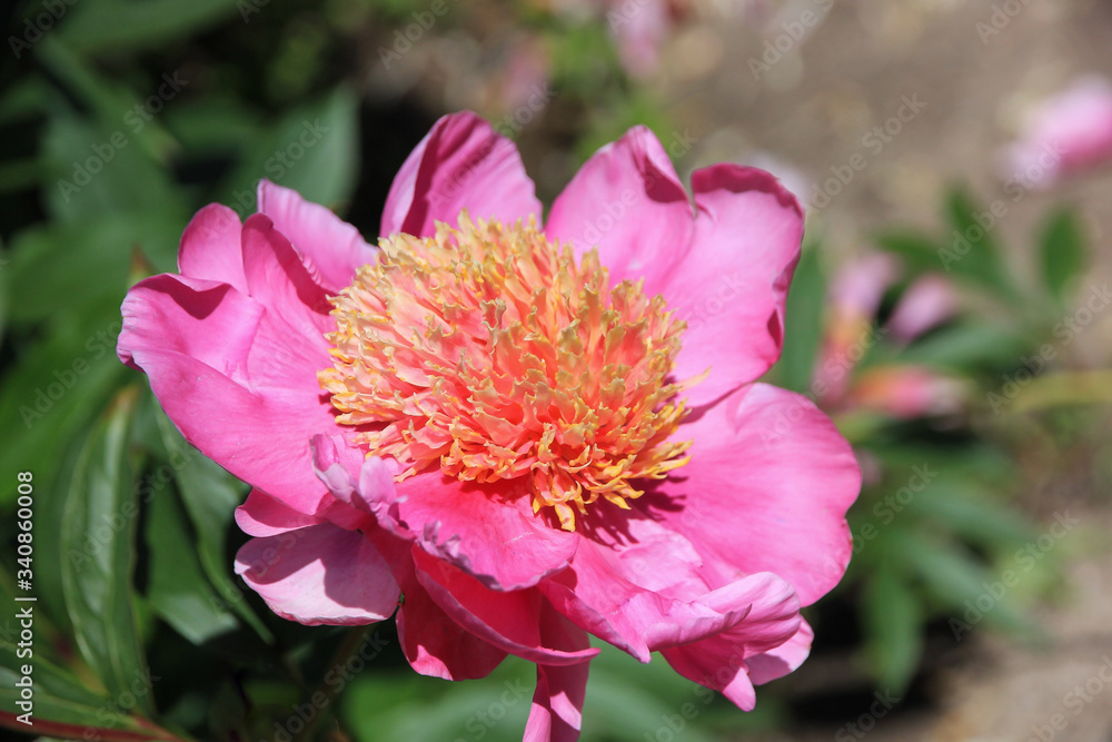 Pink Peony close up in the garden Pink Peony close up in the garden