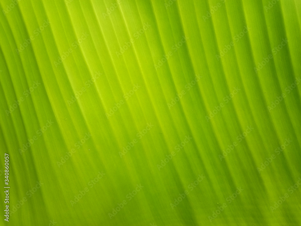 Banana leaf texture background in the green style Banana leaf texture background in the green style