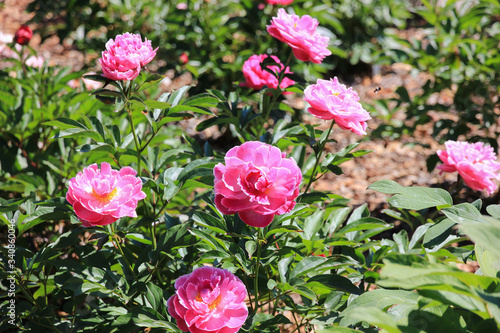 Wallpaper Mural Pink Peonies in the garden Torontodigital.ca