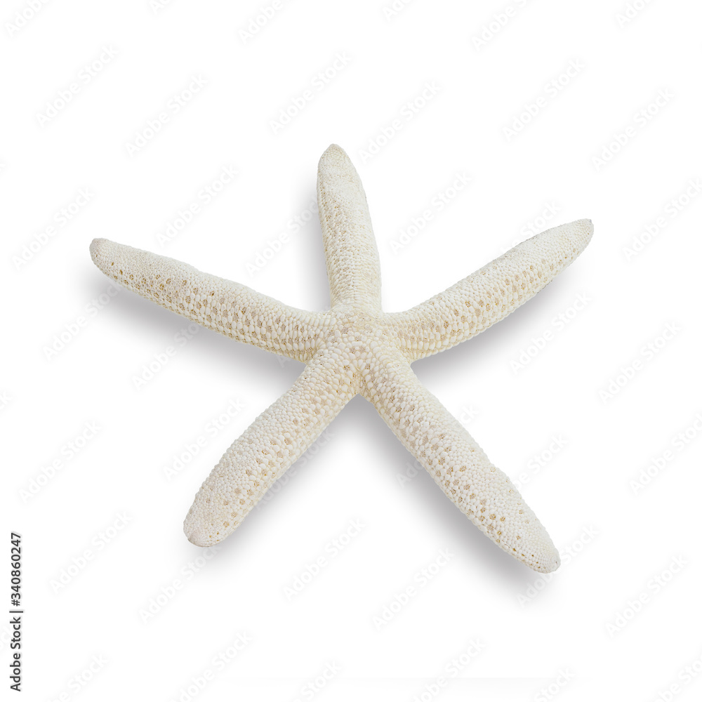 seashells or starfish isolated on white background.This has clipping path.  
