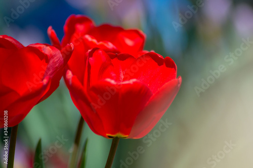 Beautiful spring flower in the garden, red colored tulips close-up, stamens, seasonal flora, close-up, springtime season