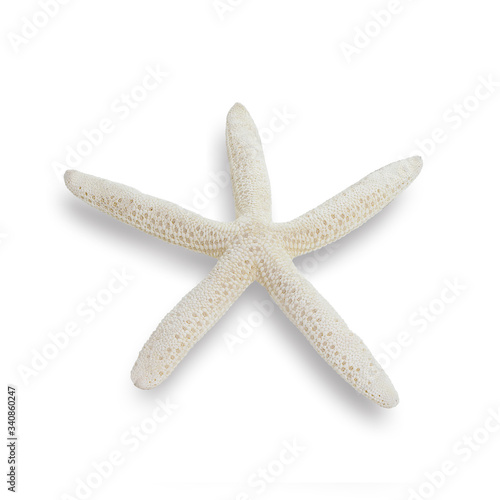 seashells or starfish isolated on white background.This has clipping path.  