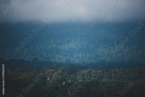 the field of tropical fores...