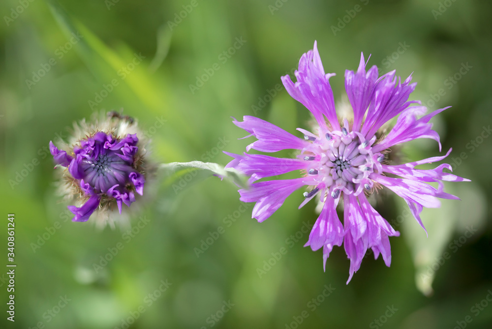 Purple Centaurea thistle-like flower in the family Asteraceae
Purple Centaurea thistle-like flower in the family Asteraceae
