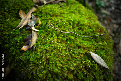 small plant in tropical rai...