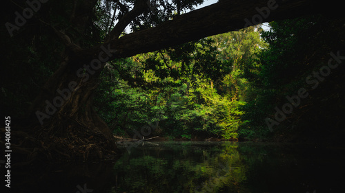 Fototapeta Naklejka Na Ścianę i Meble -  Beautiful tropical forest with bright sun shining through the trees