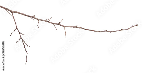 dry apricot tree branches on a white background