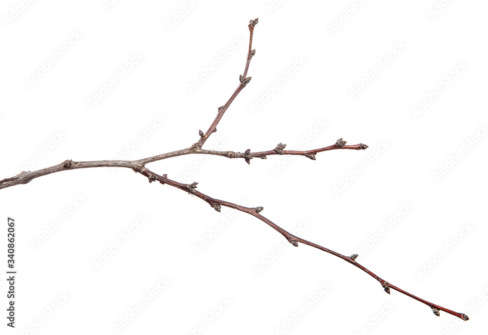 dry apricot tree branches on a white background dry apricot tree branches on a white background