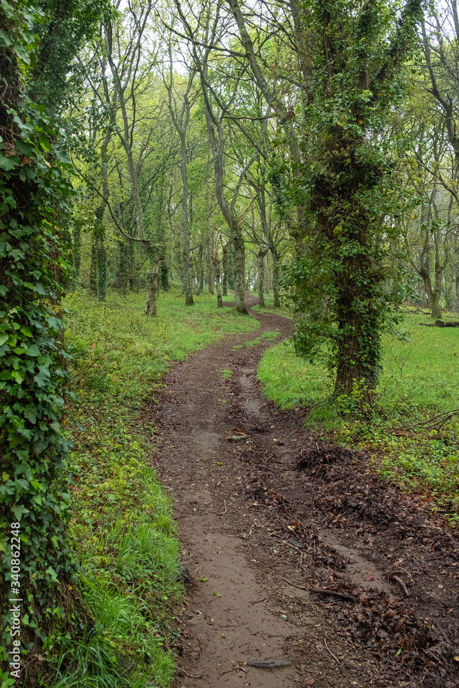 Fototapeta premium a path through an oak forest 