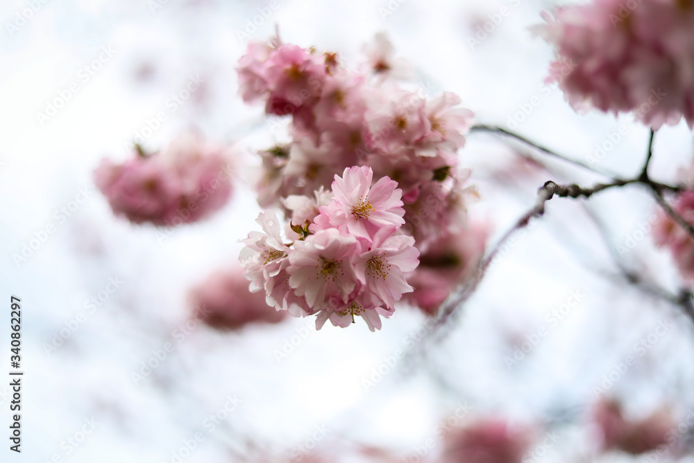 Beautiful close-up bokeh view of beautiful pink sakura branch in early spring cloudy day. Beautiful close-up bokeh view of beautiful pink sakura branch in early spring cloudy day.