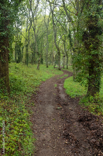 a path through an oak forest 