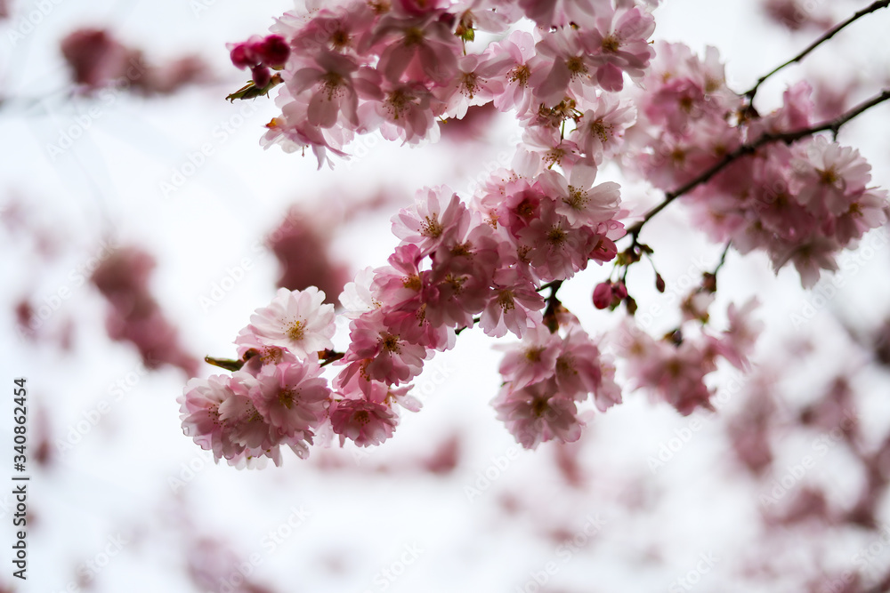 Beautiful close-up bokeh view of beautiful pink sakura branch in early spring cloudy day. Beautiful close-up bokeh view of beautiful pink sakura branch in early spring cloudy day.