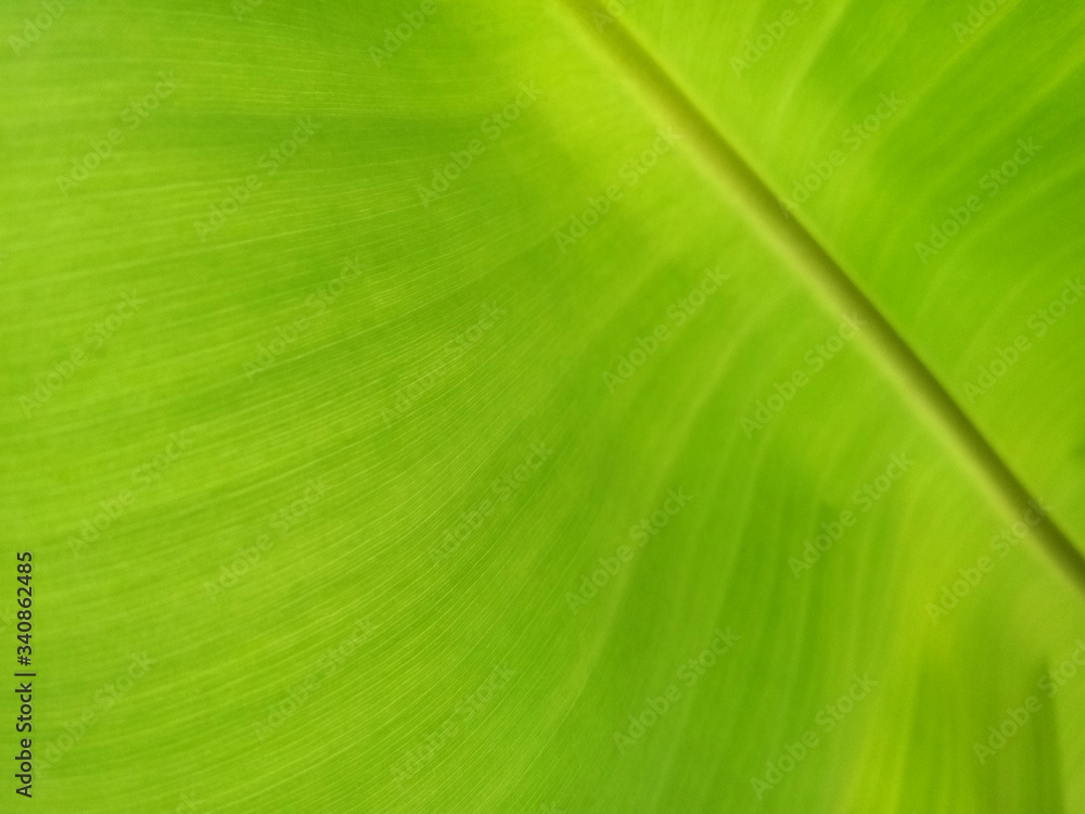 Banana leaf texture background in the green style Banana leaf texture background in the green style