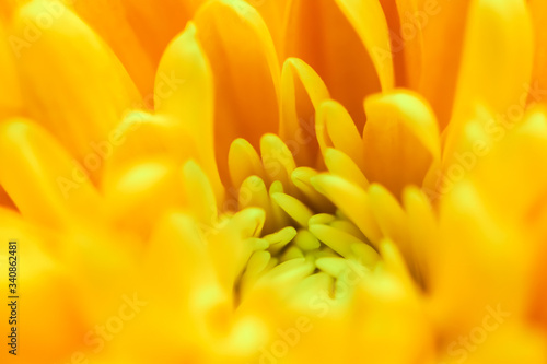 Abstract floral background, yellow chrysanthemum flower. Macro flowers backdrop for holiday brand design