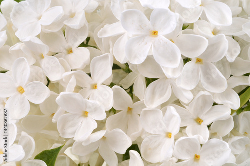 Fleurs de lilas blanc en gros plan
