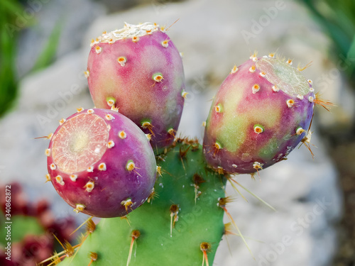 Ripening fruits of coastal prickly pear on stem close-up
