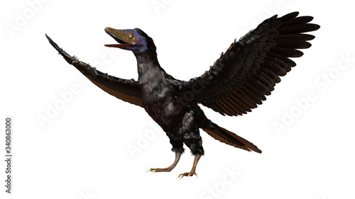 Archaeopteryx  bird-like dinosaur from the Late Jurassic period around 150 million years ago isolated on white background 